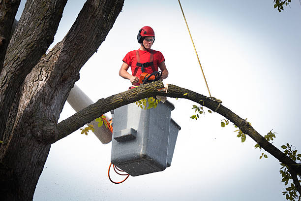 Why Choose Our Tree Removal Services in Oak Ridge, NJ?